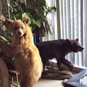 Life size bear --only black bear available, grizzly is sold!